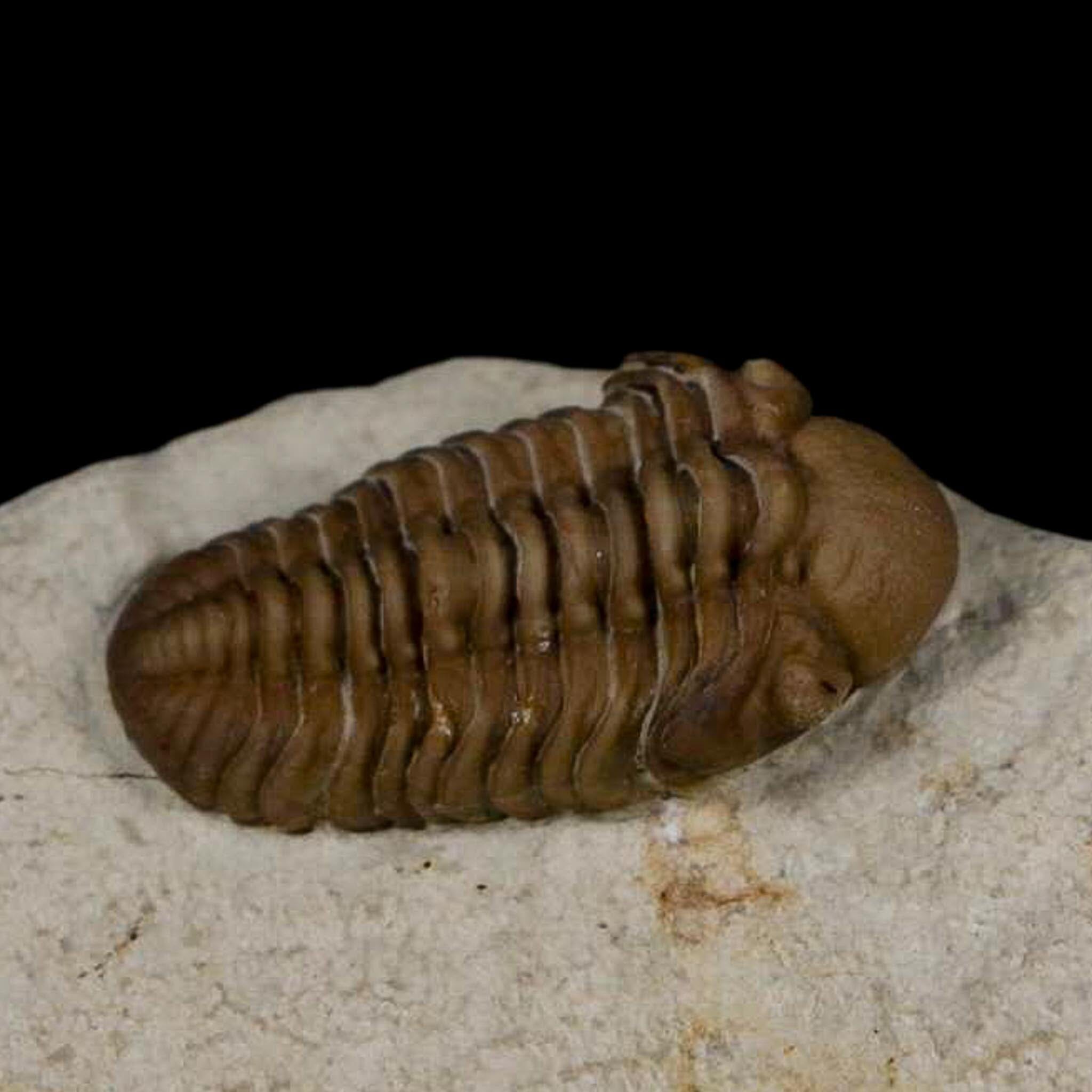 1.1" Kainops Raymodi Trilobite Fossil In Matrix Compound eyes Black Cat Mountain OK - Fossil Age Minerals