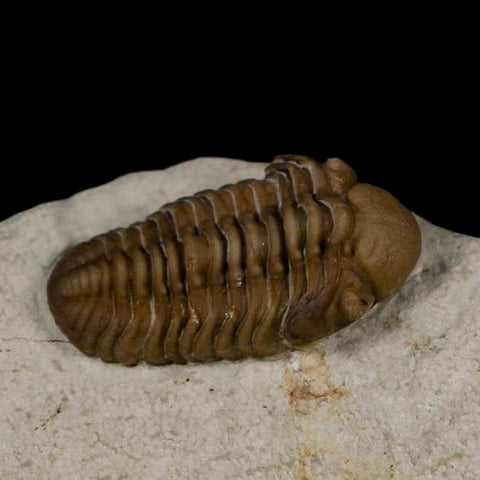 1.1" Kainops Raymodi Trilobite Fossil In Matrix Compound eyes Black Cat Mountain OK - Fossil Age Minerals