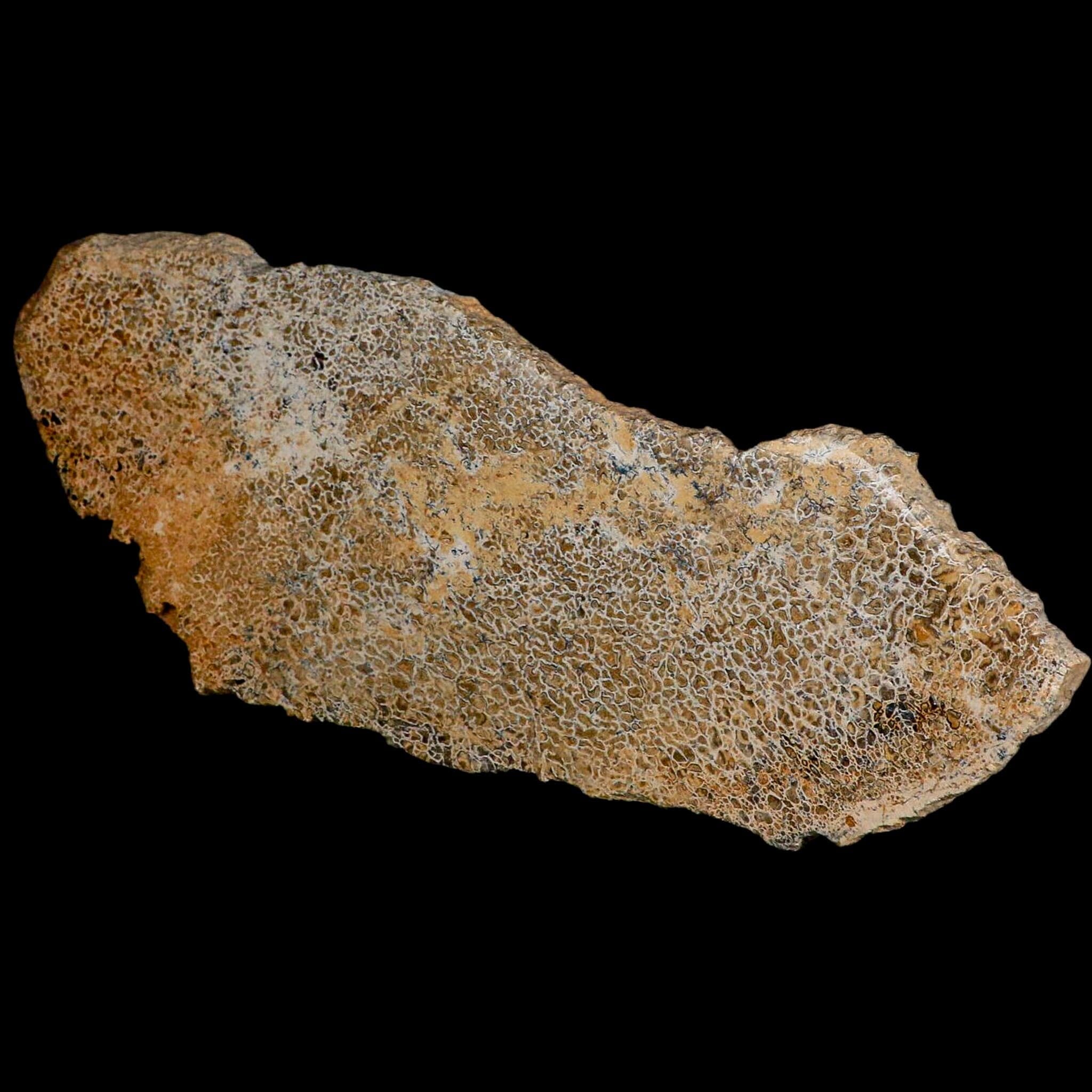 8.5" Fossil Dinosaur Gem Bone Cut Polished Slab Agatized Dinosaur Bone Morocco