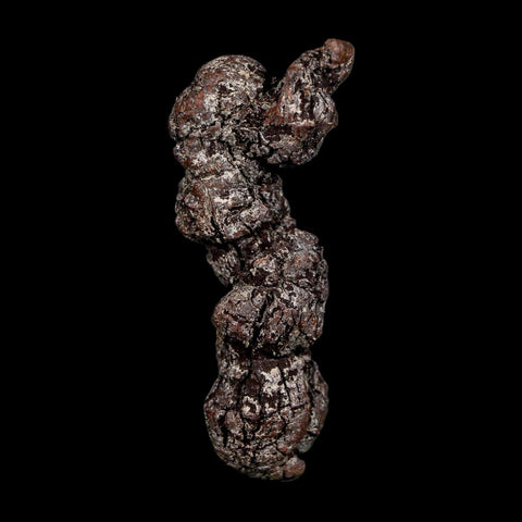 2.7" Prehistoric Coprolite Fossil Specimen Poop Dung Miocene Madagascar