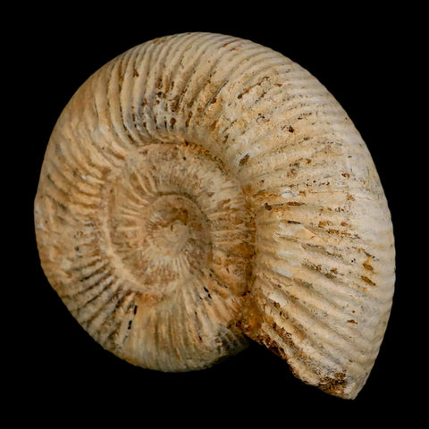 91MM Perisphinctes Ammonite Fossil Nautilus Madagascar Jurassic Age COA - Fossil Age Minerals
