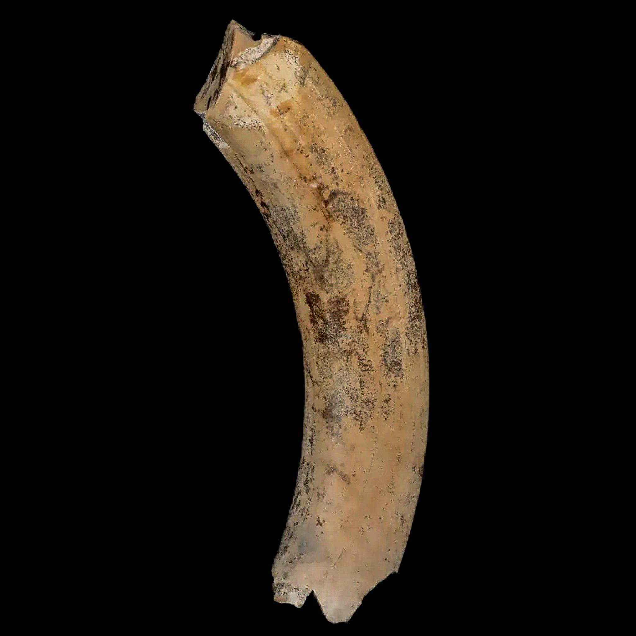 3.4" Giant Ground Sloth Lestodon Armatus Fossil Tooth Pleistocene Epoch South America - Fossil Age Minerals
