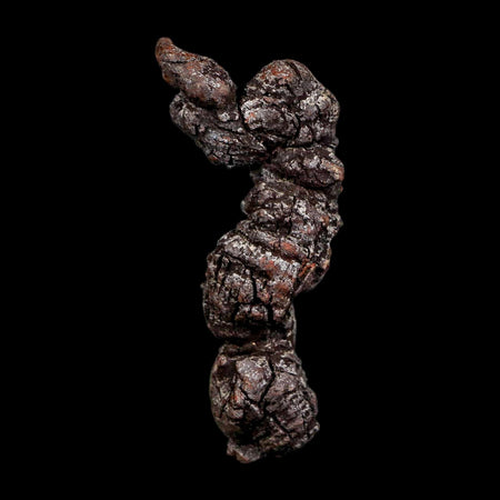 2.7" Prehistoric Coprolite Fossil Specimen Poop Dung Miocene Madagascar