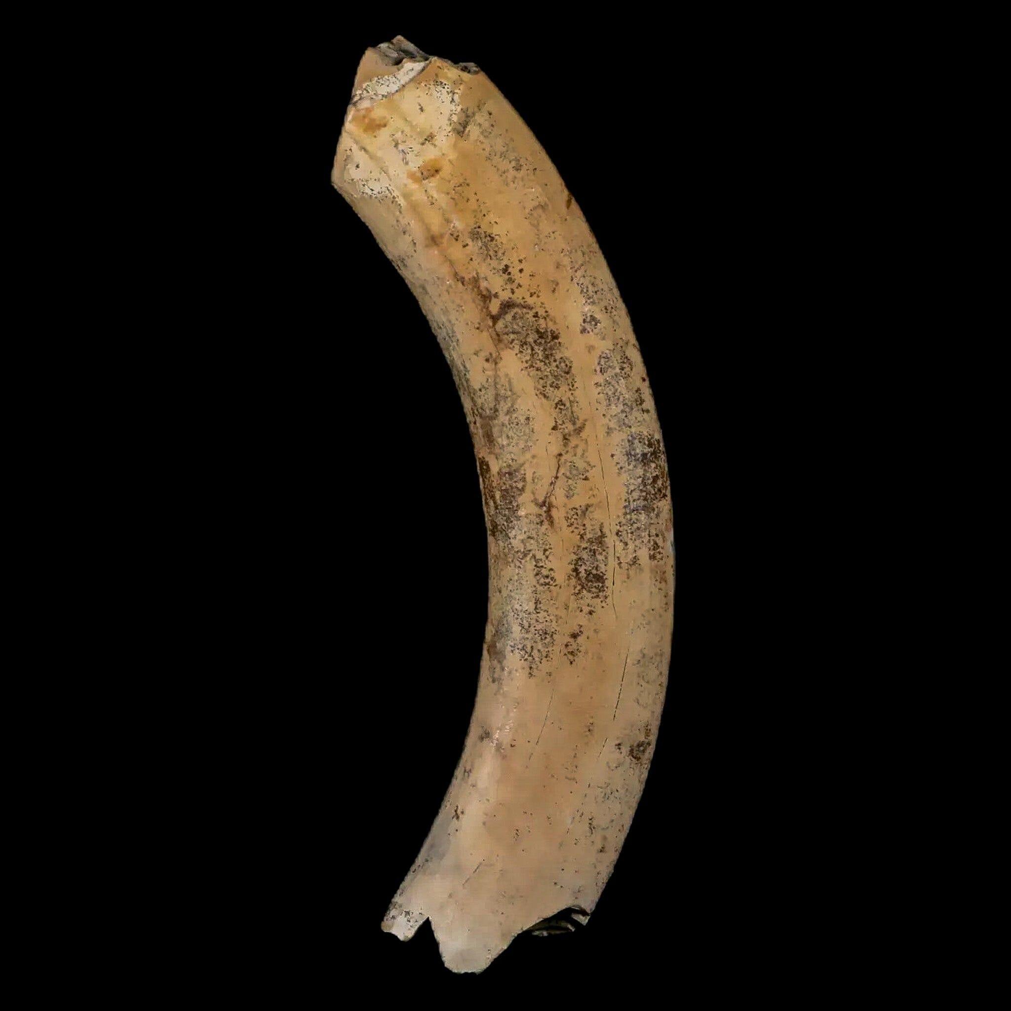 3.4" Giant Ground Sloth Lestodon Armatus Fossil Tooth Pleistocene Epoch South America - Fossil Age Minerals