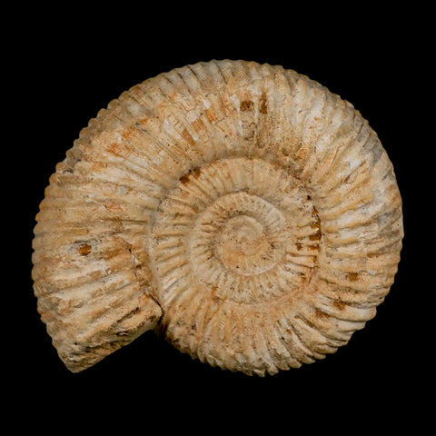 86MM Perisphinctes Ammonite Fossil Nautilus Madagascar Jurassic Age COA - Fossil Age Minerals
