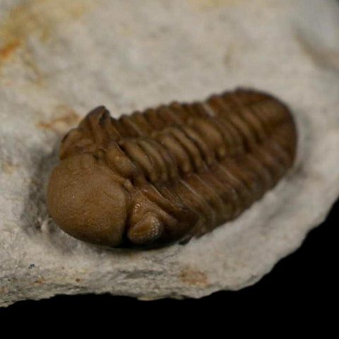 1.1" Kainops Raymodi Trilobite Fossil In Matrix Compound eyes Black Cat Mountain OK - Fossil Age Minerals