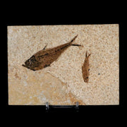 1 Diplomystus 1 Knightia Fossil Fish Green River FM WY Eocene Age COA, Stand