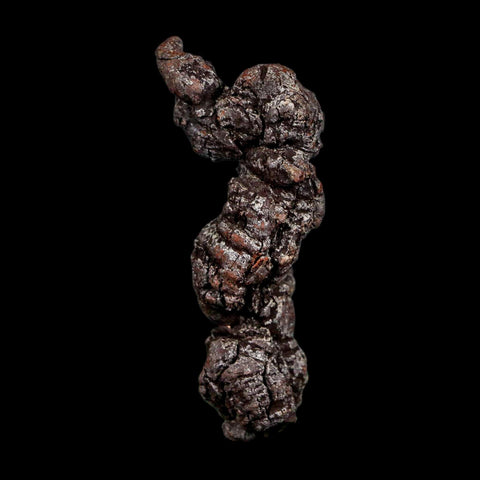 2.7" Prehistoric Coprolite Fossil Specimen Poop Dung Miocene Madagascar