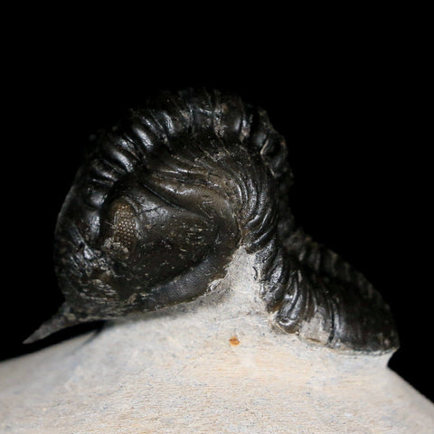 2.7" Morocconites Malladoides Trilobite FossilDevonian Age Ofaten Morocco COA - Fossil Age Minerals