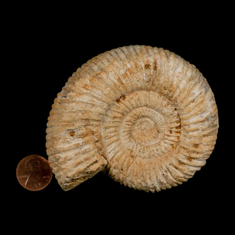 86MM Perisphinctes Ammonite Fossil Nautilus Madagascar Jurassic Age COA - Fossil Age Minerals