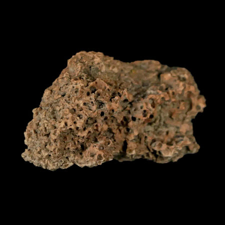 1.2" Ankylosaurus Fossil Scute Armor Judith River FM Cretaceous Dinosaur MT COA