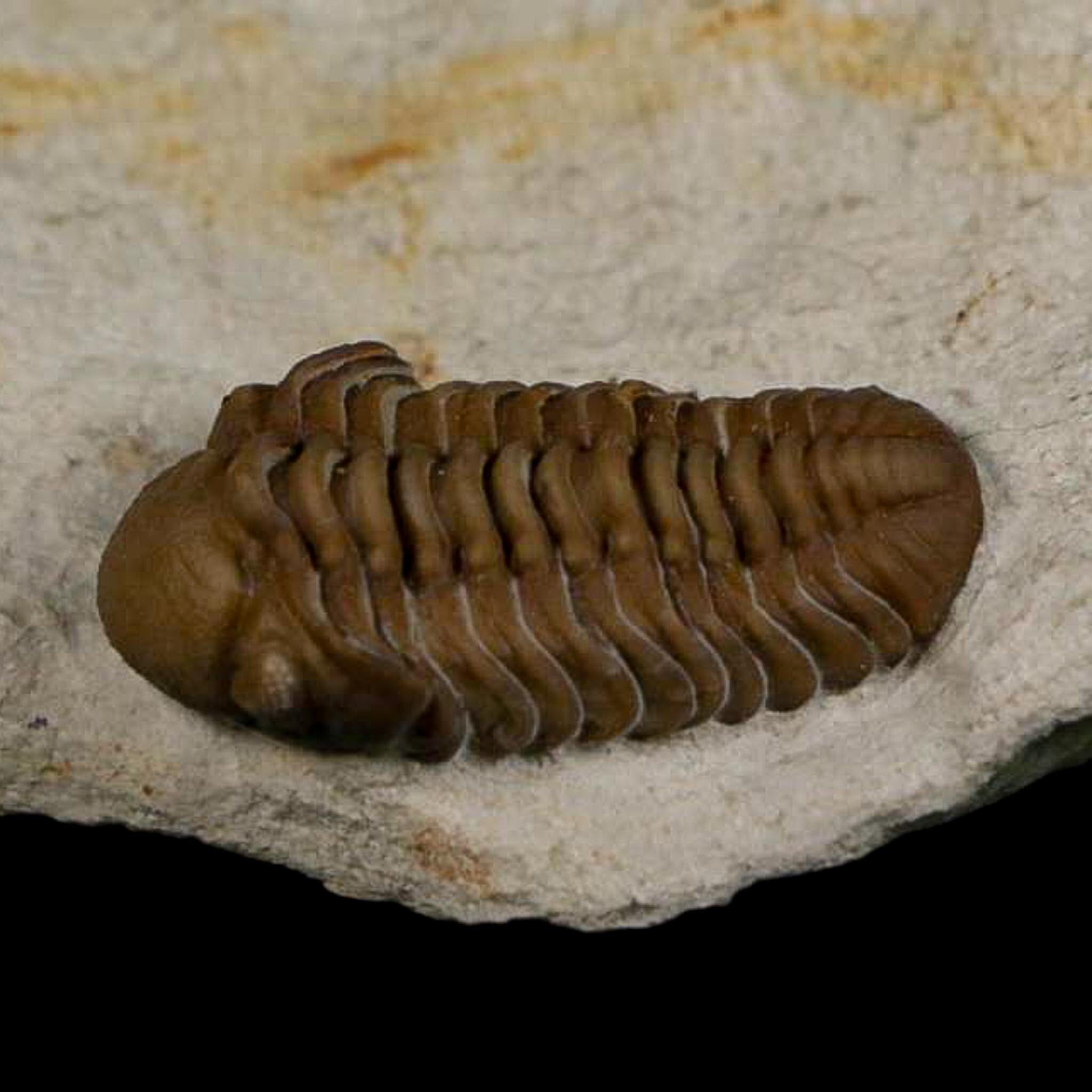 1.1" Kainops Raymodi Trilobite Fossil In Matrix Compound eyes Black Cat Mountain OK - Fossil Age Minerals