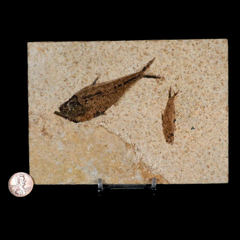 1 Diplomystus 1 Knightia Fossil Fish Green River FM WY Eocene Age COA, Stand - Fossil Age Minerals
