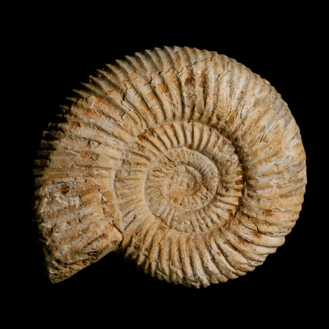86MM Perisphinctes Ammonite Fossil Nautilus Madagascar Jurassic Age COA - Fossil Age Minerals