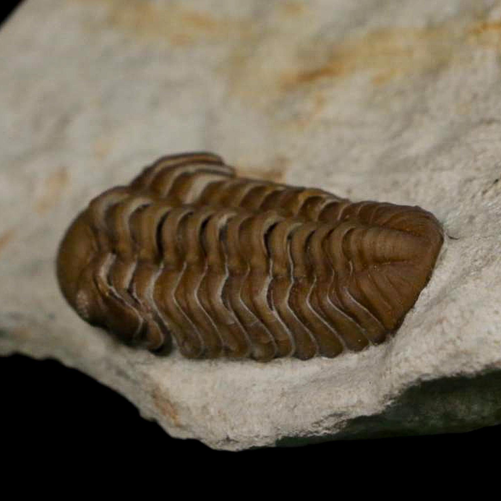 1.1" Kainops Raymodi Trilobite Fossil In Matrix Compound eyes Black Cat Mountain OK - Fossil Age Minerals