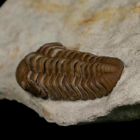 1.1" Kainops Raymodi Trilobite Fossil In Matrix Compound eyes Black Cat Mountain OK - Fossil Age Minerals