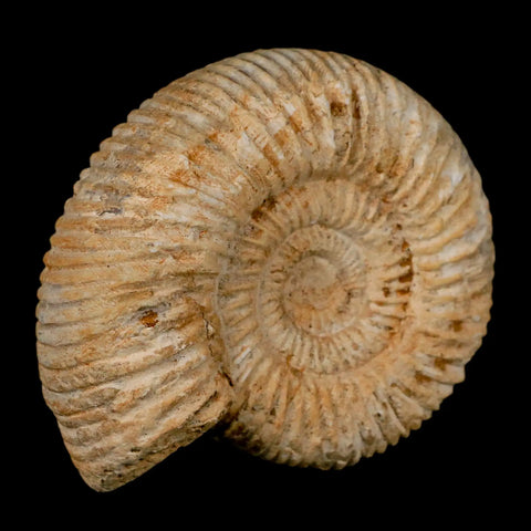 86MM Perisphinctes Ammonite Fossil Nautilus Madagascar Jurassic Age COA - Fossil Age Minerals
