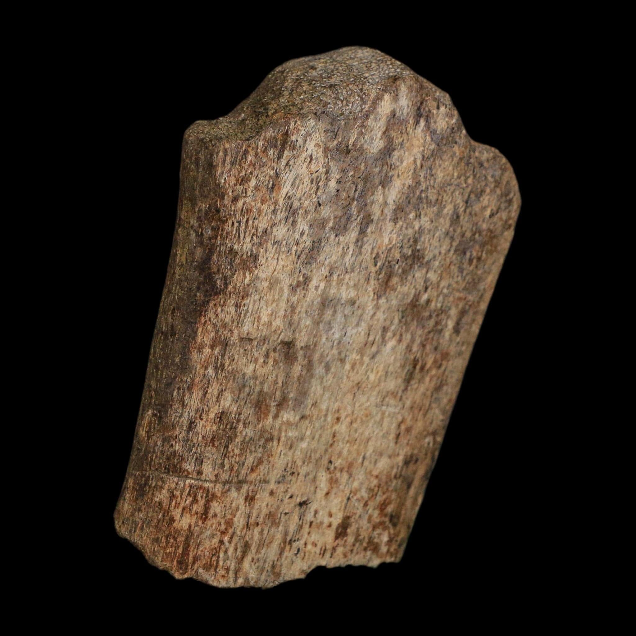 2.6" Edmontosaurus Fossil Rib Bone Hell Creek FM Cretaceous Dinosaur MT COA Stand