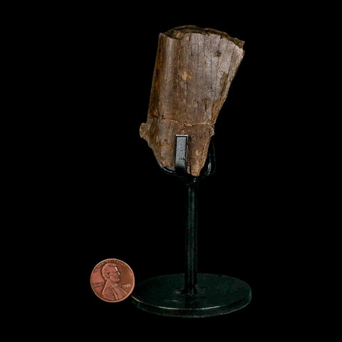 2.3" Dromaeosaurus Raptor Fossil Rib Bone Cretaceous Dinosaur Hell Creek MT COA Stand