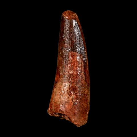 1.9" Spinosaurus Fossil Tooth 100 Million Years Old Cretaceous Dinosaur COA Stand