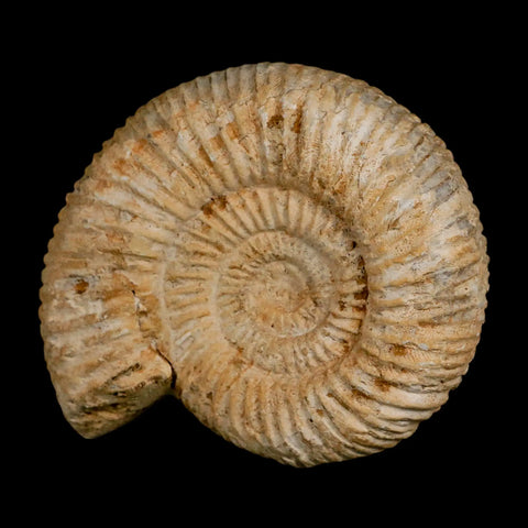 86MM Perisphinctes Ammonite Fossil Nautilus Madagascar Jurassic Age COA - Fossil Age Minerals