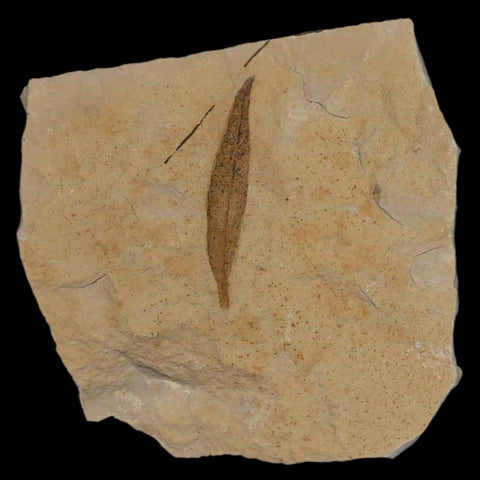 1.3" Detailed Cedrelospermum Nervosum Fossil Plant Leaf Eocene Age Green River UT - Fossil Age Minerals