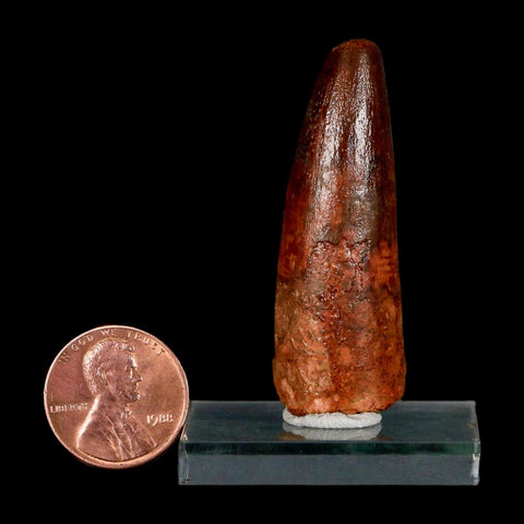 1.9" Spinosaurus Fossil Tooth 100 Million Years Old Cretaceous Dinosaur COA Stand