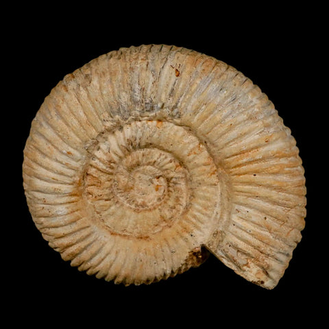 86MM Perisphinctes Ammonite Fossil Nautilus Madagascar Jurassic Age COA - Fossil Age Minerals
