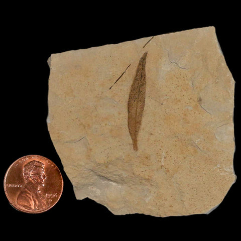 1.3" Detailed Cedrelospermum Nervosum Fossil Plant Leaf Eocene Age Green River UT - Fossil Age Minerals