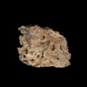 0.5" Ankylosaurus Fossil Scute Armor Judith River FM Cretaceous Dinosaur MT COA