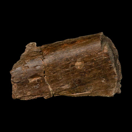 2.3" Dromaeosaurus Raptor Fossil Rib Bone Cretaceous Dinosaur Hell Creek MT COA Stand