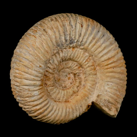 86MM Perisphinctes Ammonite Fossil Nautilus Madagascar Jurassic Age COA - Fossil Age Minerals