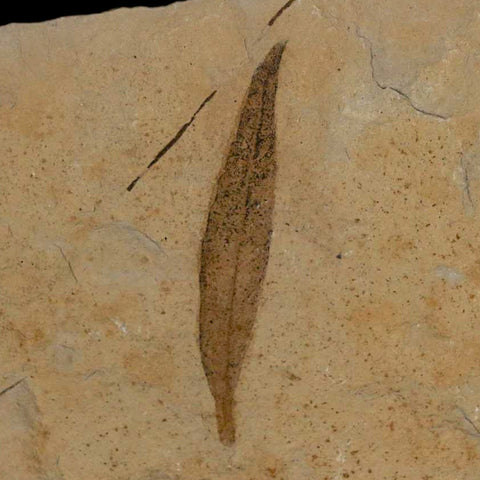 1.3" Detailed Cedrelospermum Nervosum Fossil Plant Leaf Eocene Age Green River UT - Fossil Age Minerals