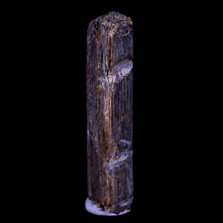 1.5" Rare Hadrosaurus Dinosaur Bite Mark Tendon Fossil Lance Creek FM Cretaceous WY