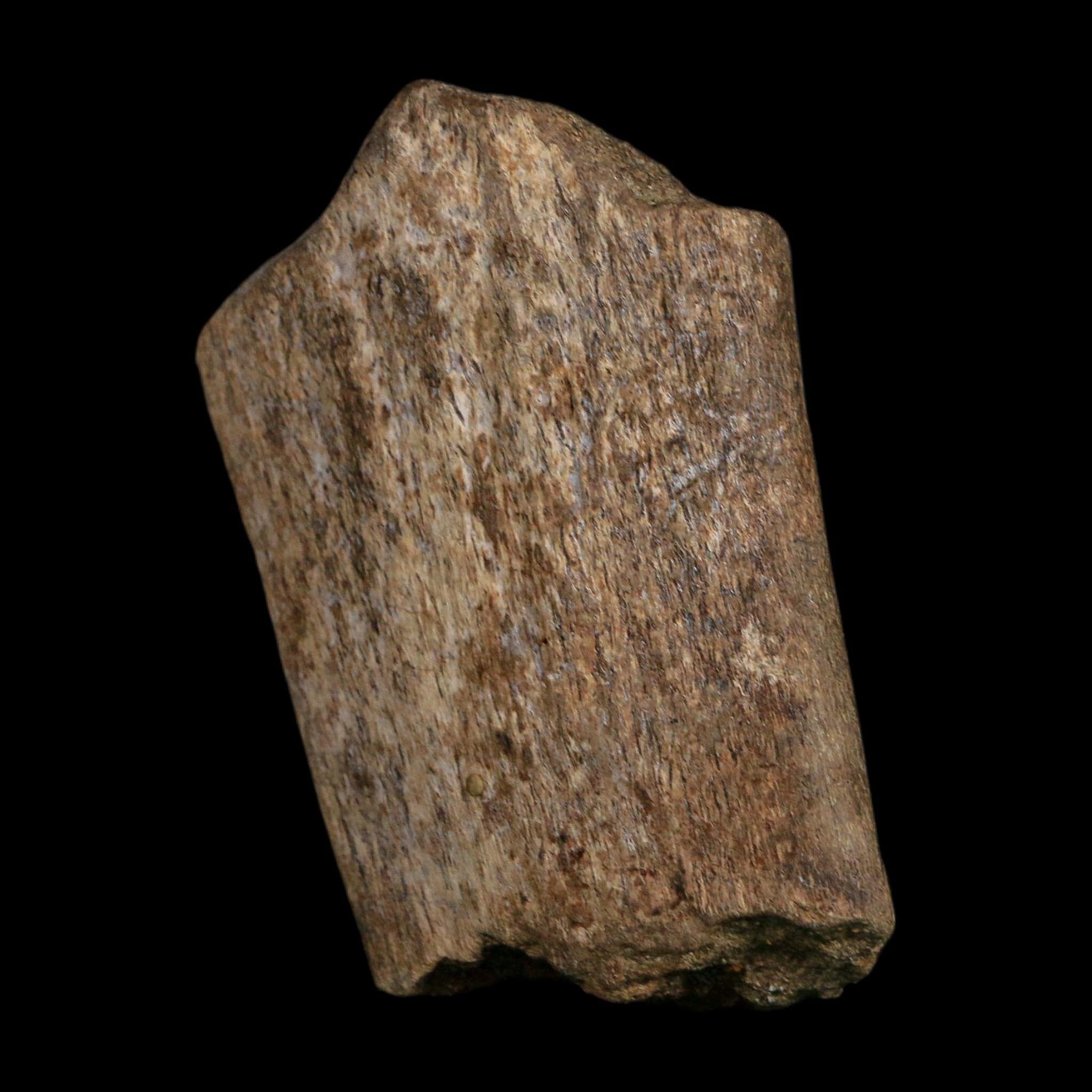 2.6" Edmontosaurus Fossil Rib Bone Hell Creek FM Cretaceous Dinosaur MT COA Stand