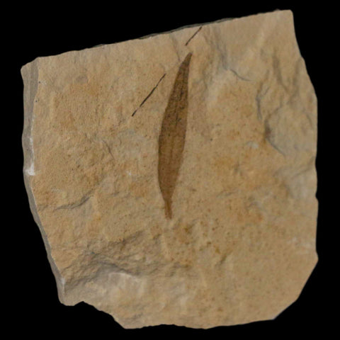 1.3" Detailed Cedrelospermum Nervosum Fossil Plant Leaf Eocene Age Green River UT - Fossil Age Minerals