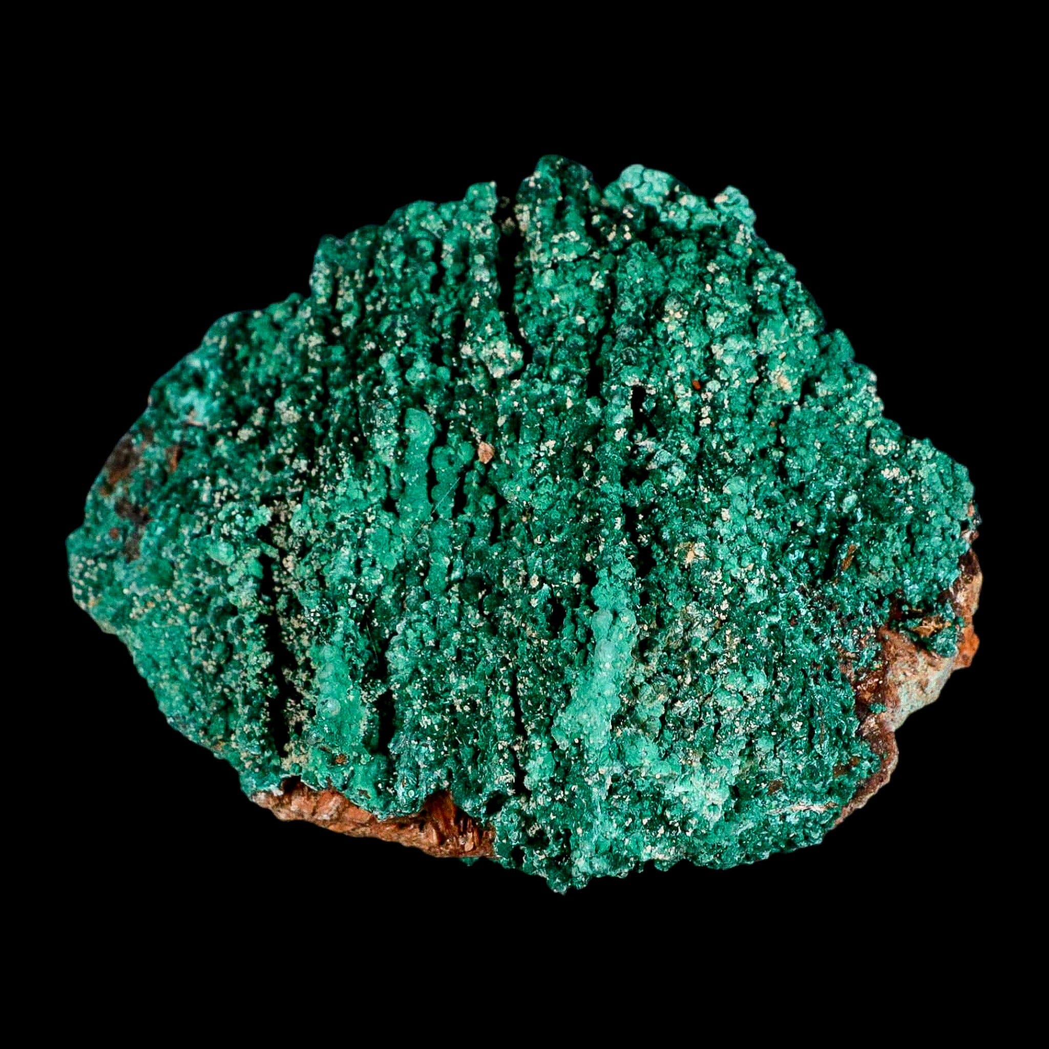 4" Dark Green Malachite Crystals On Barite Blades Mineral Specimen Tiznit Morocco - Fossil Age Minerals