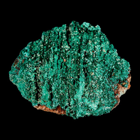 4" Dark Green Malachite Crystals On Barite Blades Mineral Specimen Tiznit Morocco - Fossil Age Minerals