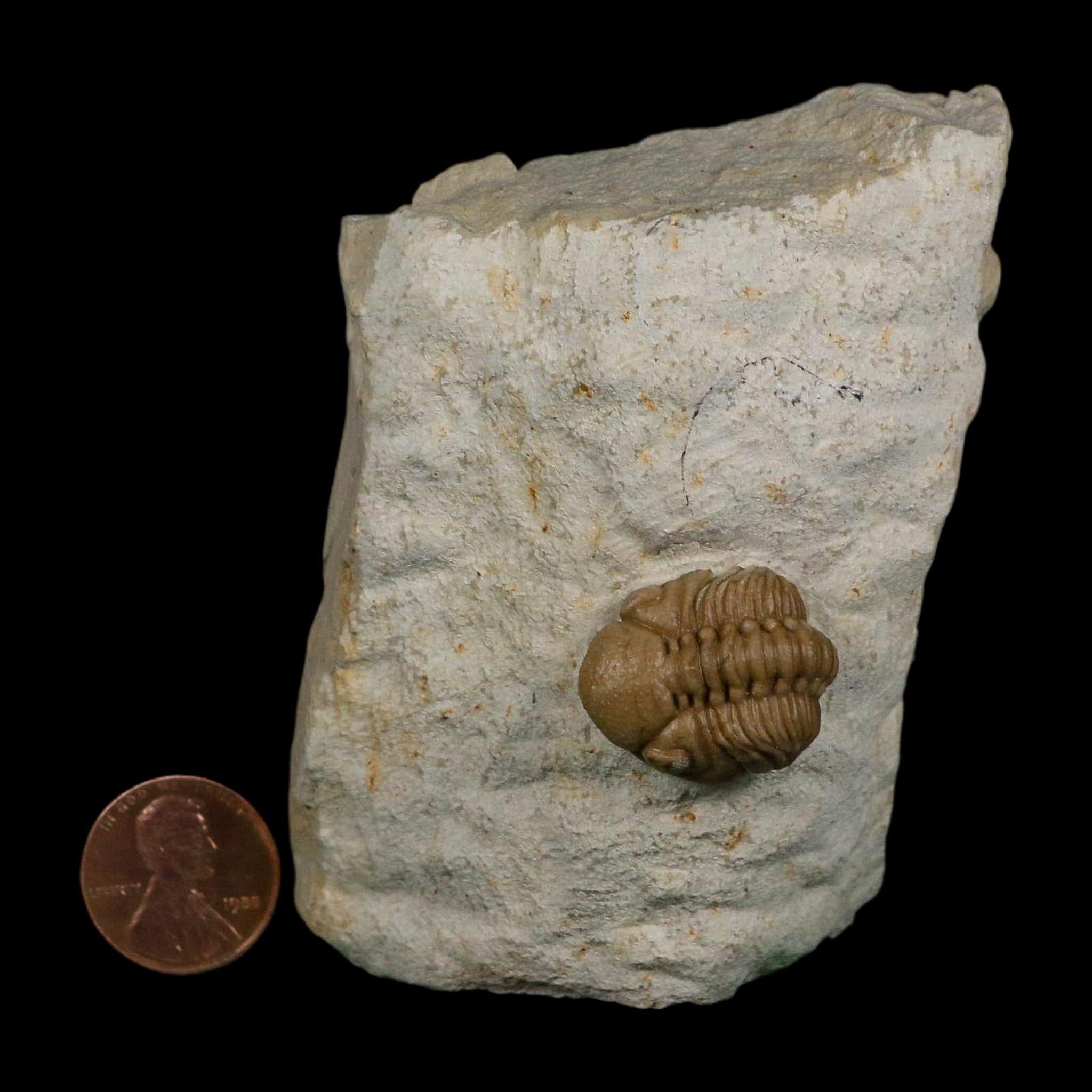 0.8" Kainops Raymodi Trilobite Fossil In Matrix Compound eyes Black Cat Mountain OK - Fossil Age Minerals