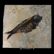 XXL 5.2" Knightia Eocaena Fossil Fish Green River FM WY Eocene Age COA & Stand