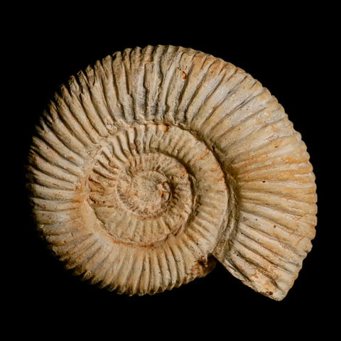 86MM Perisphinctes Ammonite Fossil Nautilus Madagascar Jurassic Age COA - Fossil Age Minerals