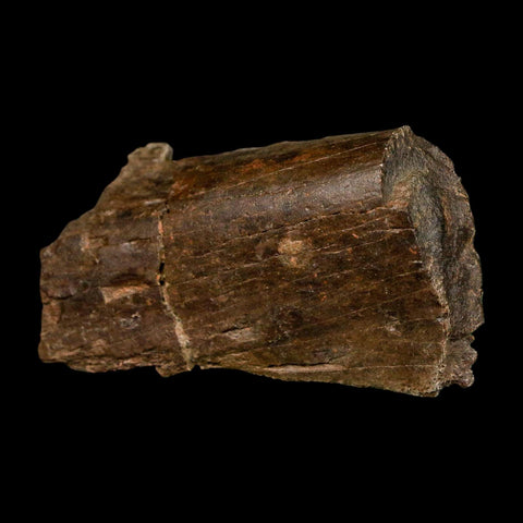 2.3" Dromaeosaurus Raptor Fossil Rib Bone Cretaceous Dinosaur Hell Creek MT COA Stand