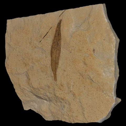 1.3" Detailed Cedrelospermum Nervosum Fossil Plant Leaf Eocene Age Green River UT - Fossil Age Minerals