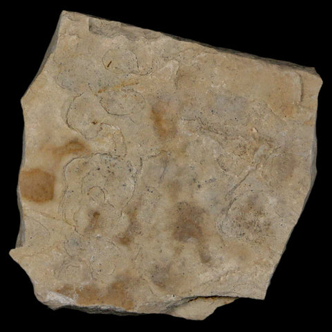1.3" Detailed Cedrelospermum Nervosum Fossil Plant Leaf Eocene Age Green River UT - Fossil Age Minerals