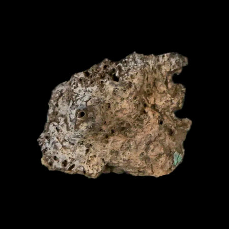 0.5" Ankylosaurus Fossil Scute Armor Judith River FM Cretaceous Dinosaur MT COA