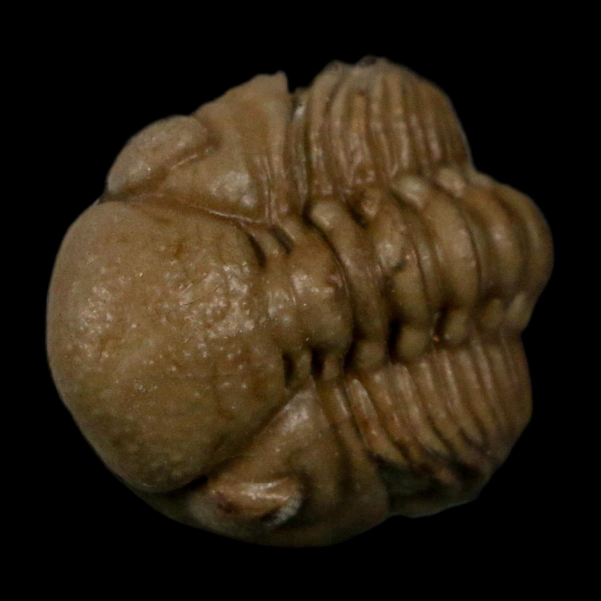 0.8" Kainops Raymodi Trilobite Fossil In Matrix Compound eyes Black Cat Mountain OK - Fossil Age Minerals