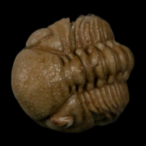 0.8" Kainops Raymodi Trilobite Fossil In Matrix Compound eyes Black Cat Mountain OK - Fossil Age Minerals