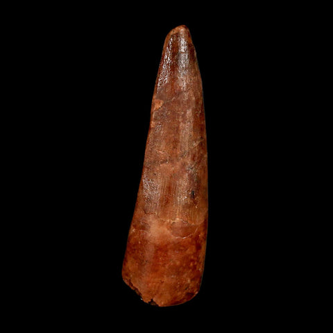 1.9" Spinosaurus Fossil Tooth 100 Million Years Old Cretaceous Dinosaur COA Stand