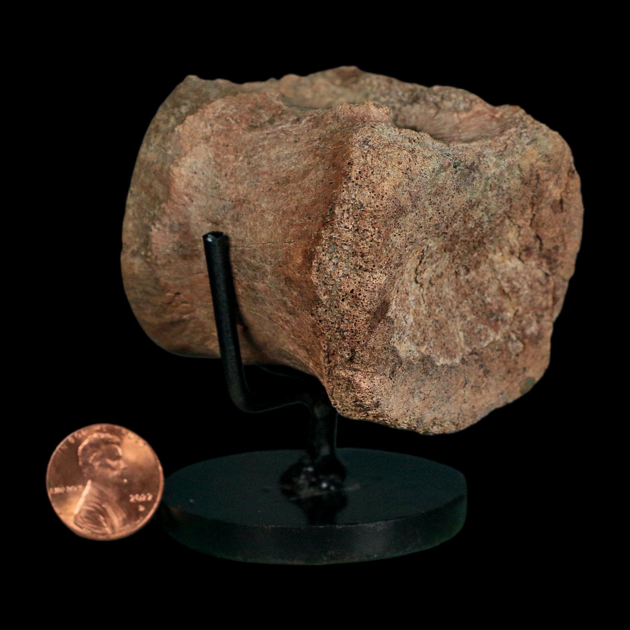 2.1" Brachylophosaurus Fossil Vertebrae Cretaceous Dinosaur Judith River FM MT COA