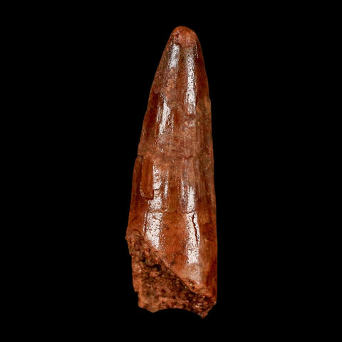 1.9" Spinosaurus Fossil Tooth 100 Million Years Old Cretaceous Dinosaur COA Stand